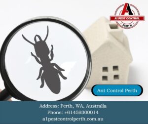 Essential Tips To Follow When Finding Professional Ant Control In Perth
