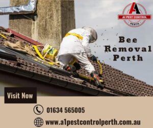 Why Hiring Professional Pest Control Is Necessary For Bee Removal In Perth